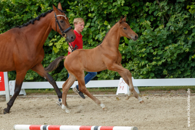 Fohlen Taloubet Z × Calido