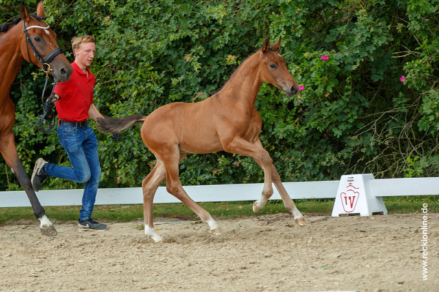 Fohlen Taloubet Z × Calido