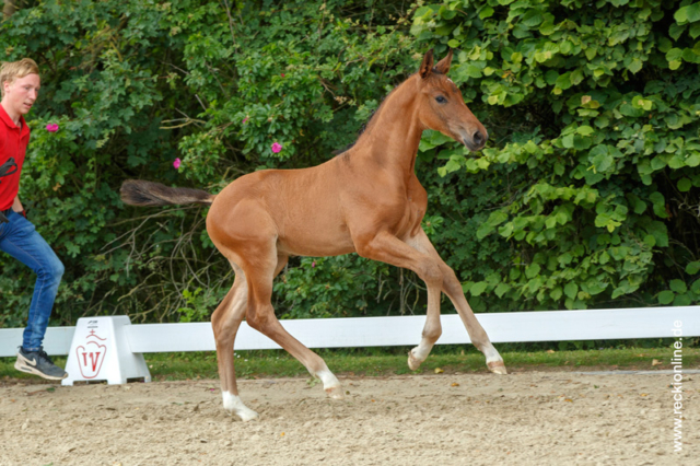 Fohlen Taloubet Z × Calido