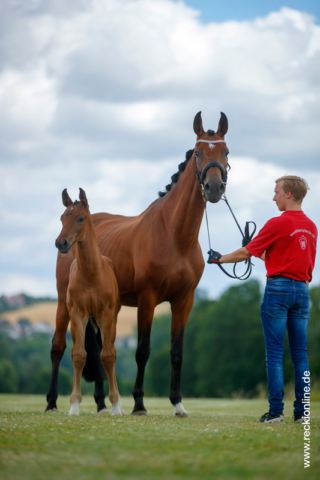 Fohlen Taloubet Z × Calido