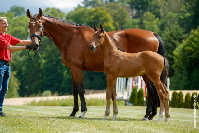 Fohlen Taloubet Z × Calido