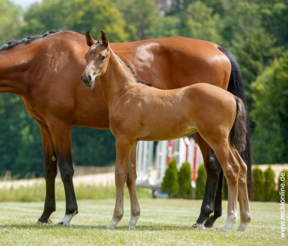 Fohlen Taloubet Z × Calido