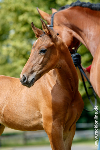 Fohlen Taloubet Z × Calido