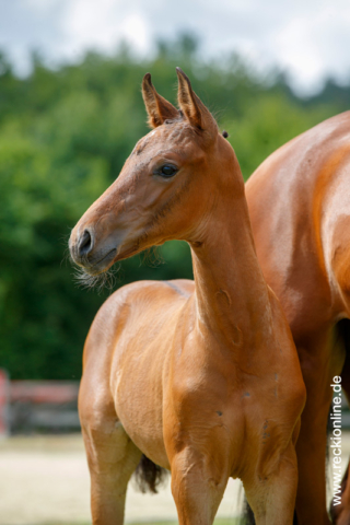 Fohlen Taloubet Z × Calido